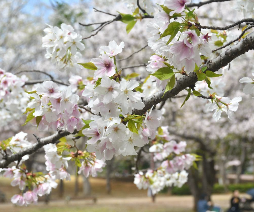 Cherry Blossom2055 