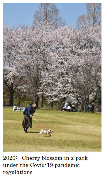 Japan Cherry Blossom.633