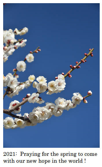 Japan Cherry Blossom.634