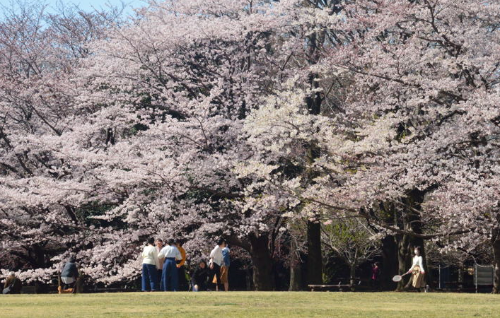 Cherry Blossums Japan 1 April.060
